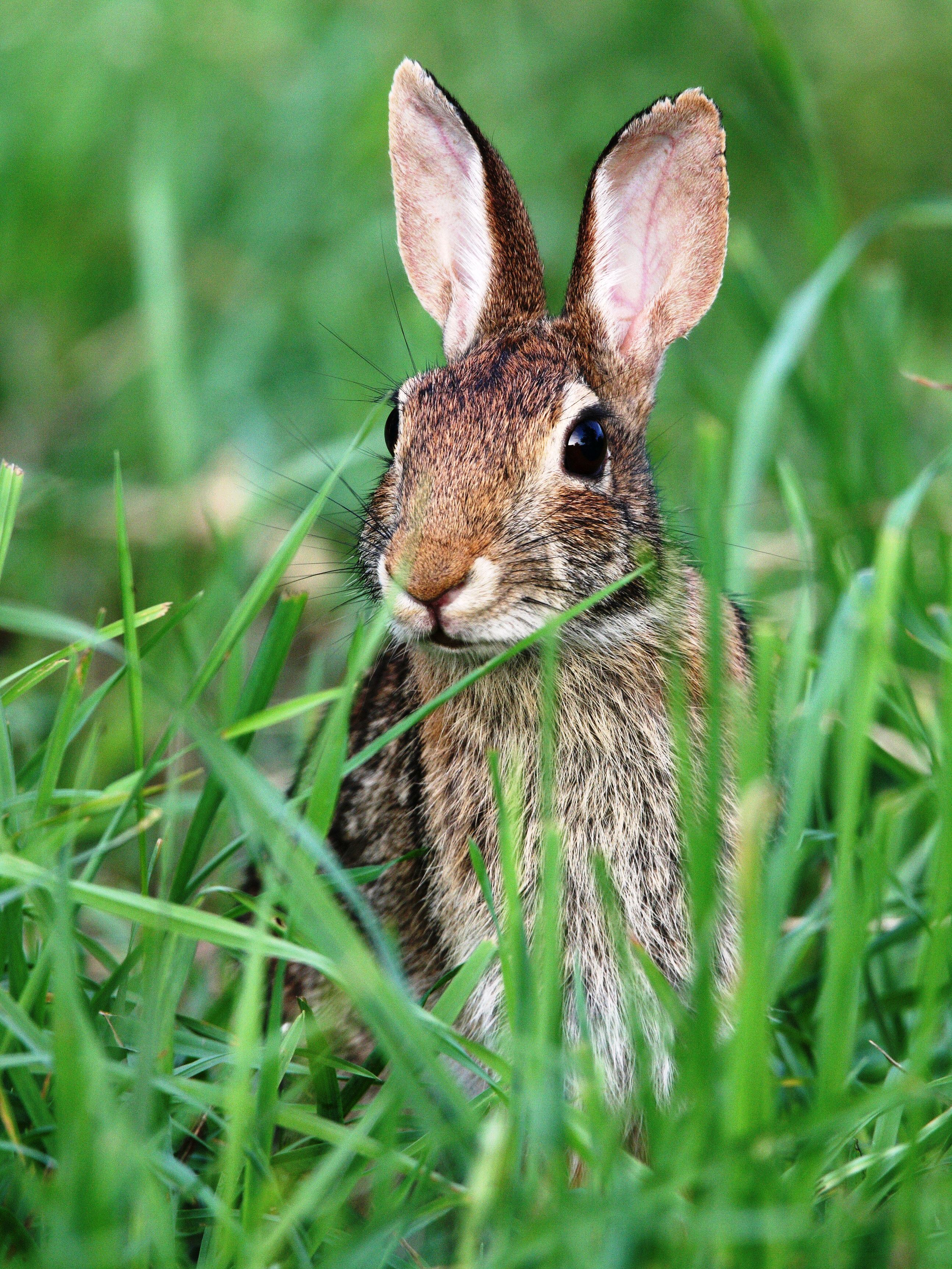 Eastern cheap cottontail rabbit